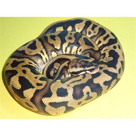 Pastel Leopard Ball Python - Juvenile Male - Strictly Reptiles Inc.