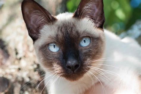 10 Best Russian Cat Breeds