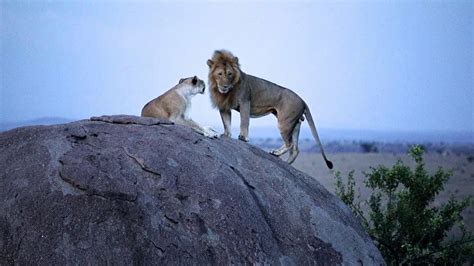 Serengeti Lions movie - YouTube