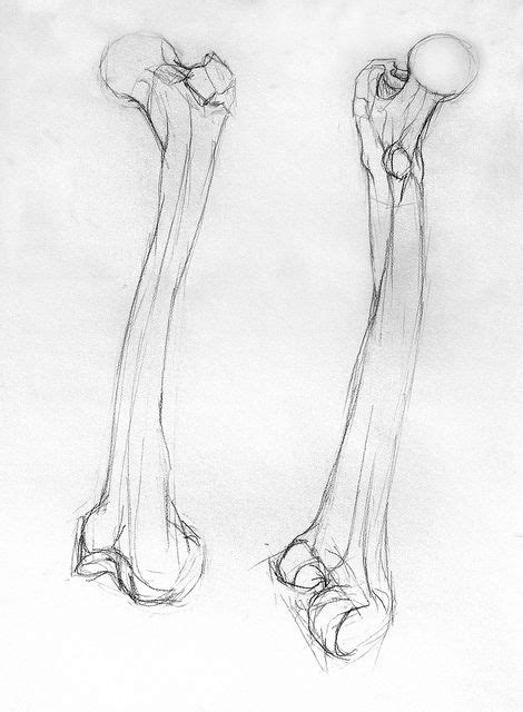 Femur - Long Bone Drawing