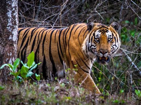 Tiger at Nagarhole National Park [also known as Rajiv Gandhi National ...