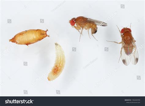 Fruit Fly Larvae Orange Stock Photos - 76 Images | Shutterstock