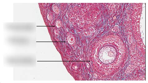 ANSC 2400: Follicle Histology Diagram | Quizlet