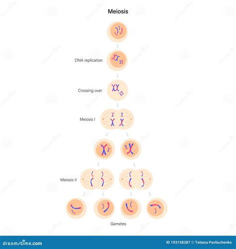 Meiosis Cell Division Vector Illustration | CartoonDealer.com #189523772