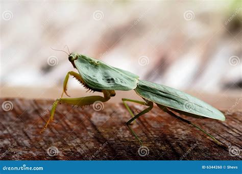 Mantis stock photo. Image of fauna, insect, green, garden - 6344260