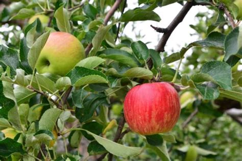 The Pacific Rose Apple Tree - Minneopa Orchards