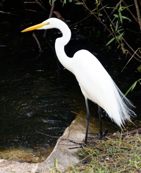 Birds of the Everglades : Southern Florida | Visions of Travel