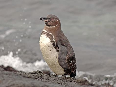 What Do Penguins Eat? (Complete Guide) | Birdfact