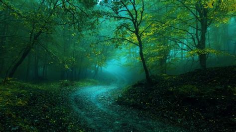 Misty curvy forest path - backiee