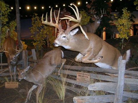 27 best images about Awesome Deer Mounts on Pinterest | Habitats, Deer and Hunting