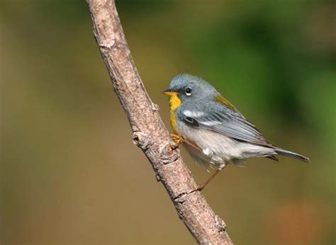 Northern Parula | Mitchell McConnell | Flickr