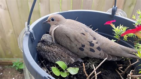 Mourning Dove Nesting in Flower Pot (video 3) - YouTube