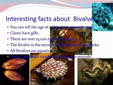 PPT - Bivalves PowerPoint Presentation, free download - ID:2692816