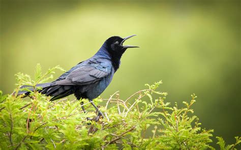 Boat-tailed Grackle | Audubon Field Guide