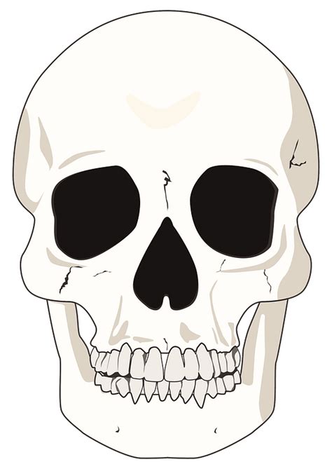 Flat mid detail skull clipart. Free download transparent .PNG | Creazilla