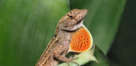 Oakland Zoo | Brown Anole (Cuban Anole)