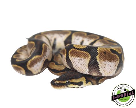 Calico Ball Python For Sale - Imperial Reptiles – IMPERIAL REPTILES & EXOTICS