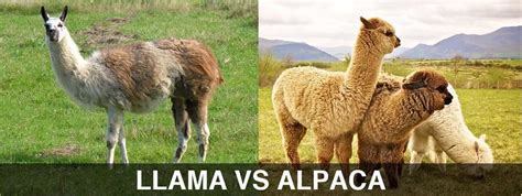 Difference Between Llama and Alpaca? - Peru Hop