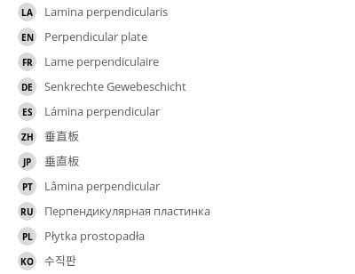 Perpendicular plate - vet-Anatomy - IMAIOS