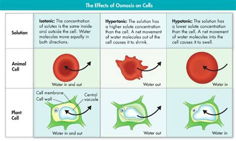 Effects of Osmosis on Cells | Structure and function, Cell structure, Cell