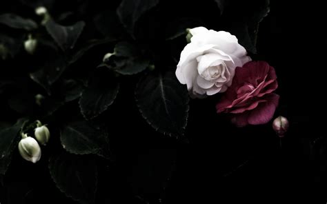 Black Rose Aesthetic Wallpapers on WallpaperDog