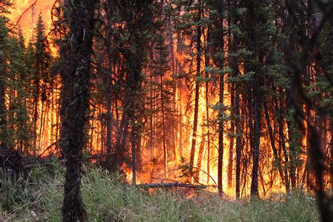 Tree species influence boreal forest fire behavior and subsequent ...