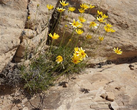 Arizona Desert Flowers Blooming : Flowers in Bloom Arizona | Arizona Desert in Bloom | Bill ...