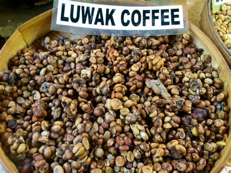 Indonesian Kopi Luwak Coffee History - Keys Coffee Co.