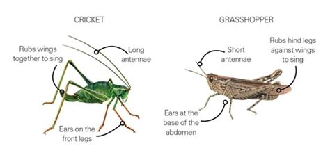 Locust Grasshopper: Key Differences, Pros Cons,, 49% OFF