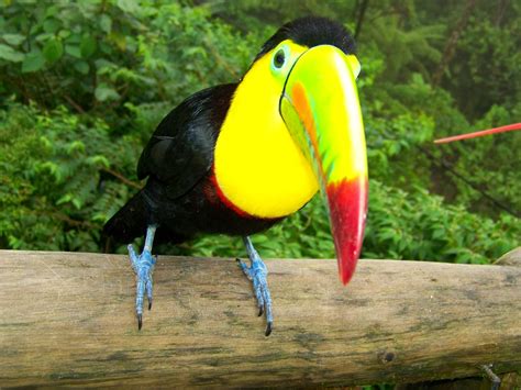 Keel-Billed Toucan ~ Bar Paly