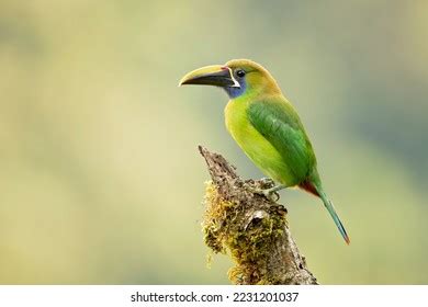 357 Toucanet Emerald Images, Stock Photos, 3D objects, & Vectors ...