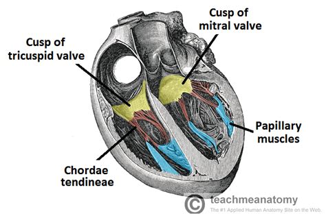 chordae tendineae broken heart - ModernHeal.com