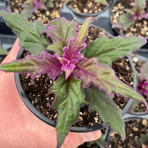 Gynura aurantiaca - Purple Passion Plant, Velvet Plant (4.5" Pot ...