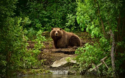 Download wallpapers grizzly, bear, forest, USA, wildlife for desktop ...