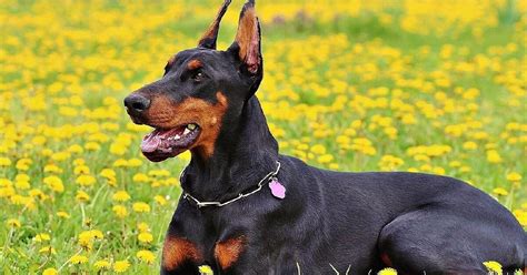 Razze di cani da guardia: le 20 migliori