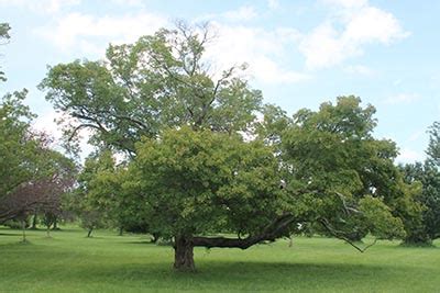 Eastern Canada Tree Species - Greening the Landscape