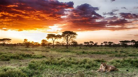 10 Beautiful Serengeti National Park Images