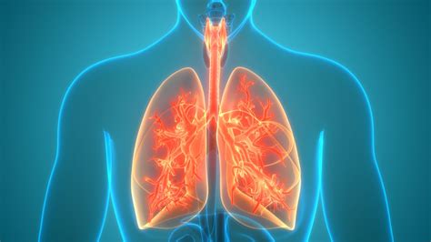 Bronchi: Anatomy, Function, and Treatment