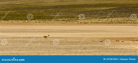 Alpaca Animal, Peruvian Wool, Wildlife, Peru Stock Image - Image of peru, walking: 107381045