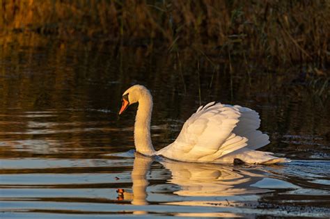 Free picture: White swan side view on lake in evening