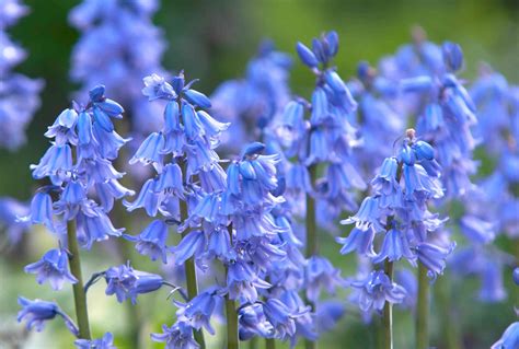 How to Grow and Care for Spanish Bluebells