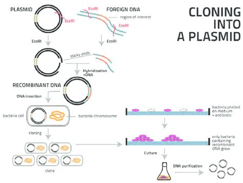 Recombinant Dna Diagram