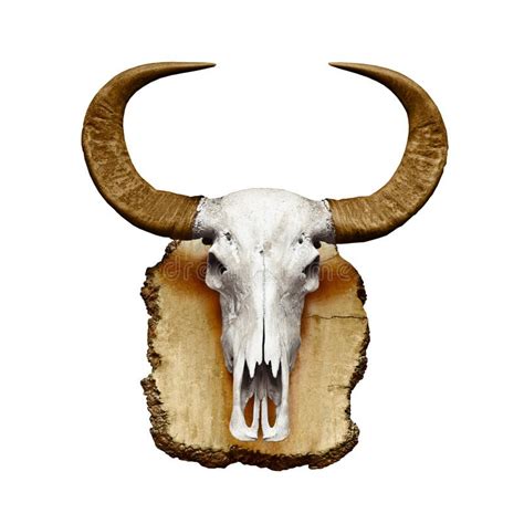 Bull Skull with Horns on White Stock Photo - Image of buffalo, grunge: 25376698