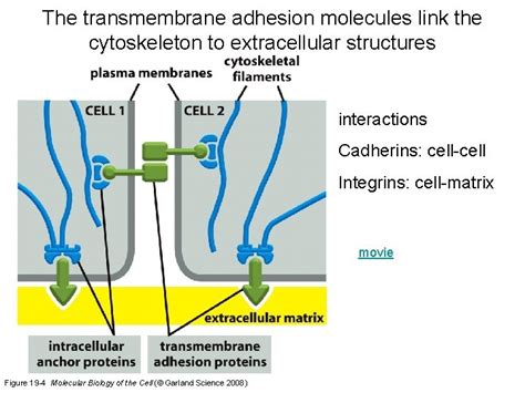 Cell Junctions Cell Adhesion and the Extracellular Matrix