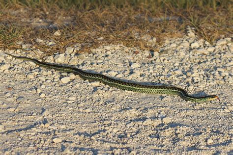 Common Gartersnake – Florida Snake ID Guide