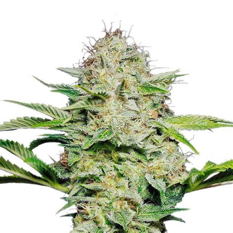 AK 47 autoflowering feminized seeds by Weedseedsexpress | Cannabis ...