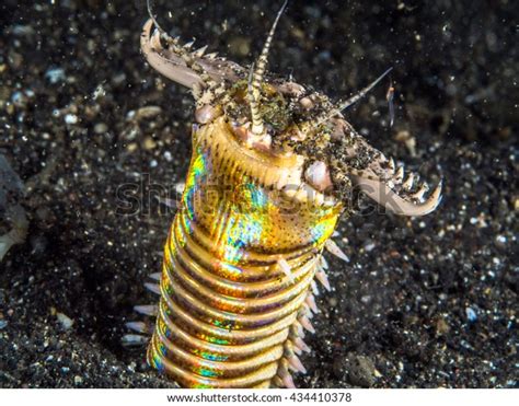 Bobbit Worm Eunice Aphroditois Stock Photo (Edit Now) 434410378