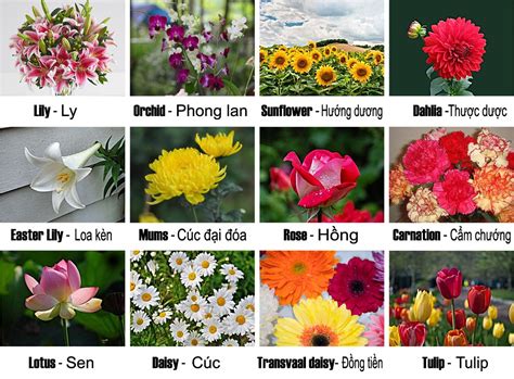 Tên Các Loại Hoa Bằng Tiếng Anh Đẹp Nhất Hiện Nay ( Góc Tư Vấn )