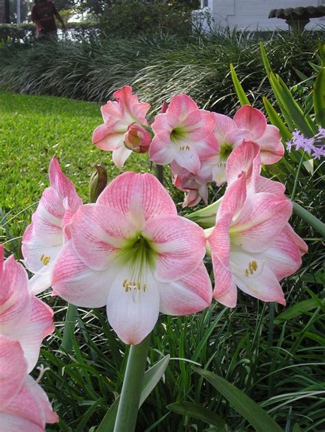 18 best Fragrant Amaryllis Varieties images on Pinterest | Amaryllis ...