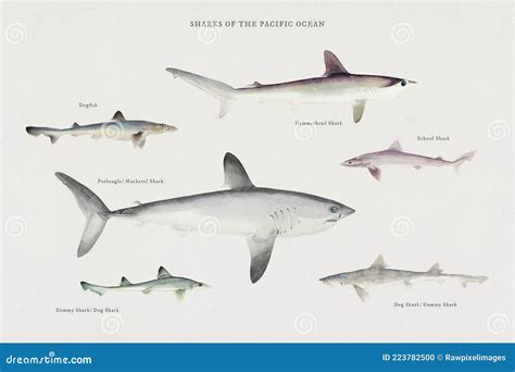 Sharks of the Pacific Ocean Illustrated by F.E Stock Photo - Image of ...